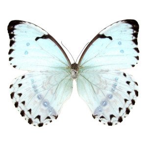 MORPHO EPISTROPHUS CATENARIA